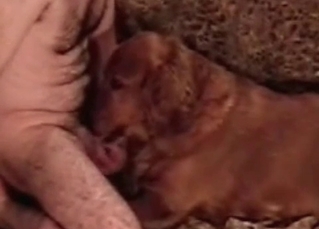 This tyke loves sucking cocks