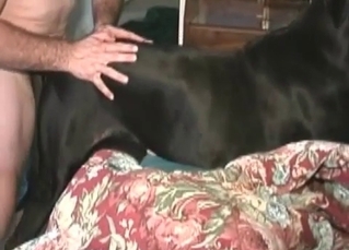 Dude fucking animals on cam